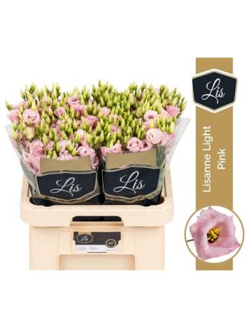 EUS G LISANNE L PINK
