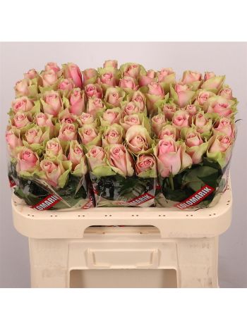 R GR BELLE ROSE 60CM