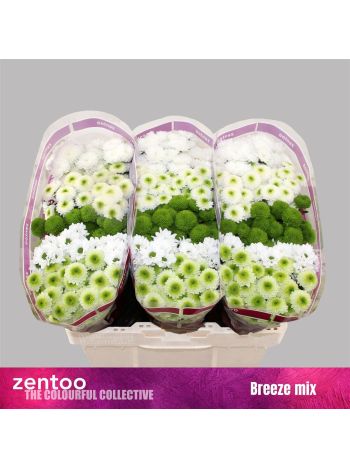 CHR SAN GEM - BREEZE