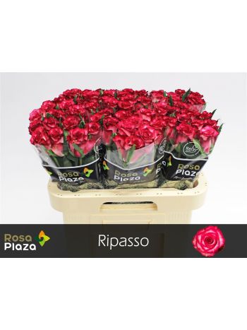 R GR RIPASSO 60CM