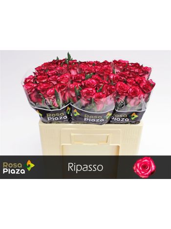 R GR5 RIPASSO