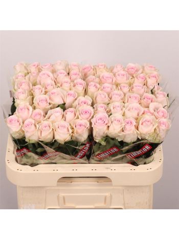 R GR REVIVAL SWEET 60CM