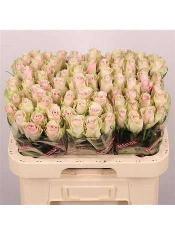 R GR PINK ATHENA 60CM