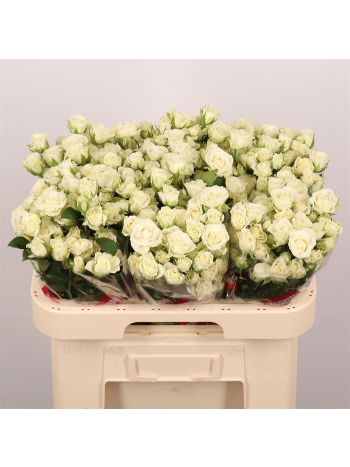 R TR SNOWFLAKE 60CM