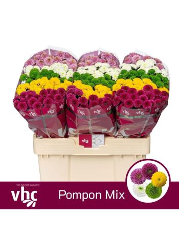 CHR SAN  POMPO GEM BS