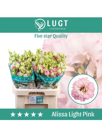 EUS G ALISSA LIGH PI