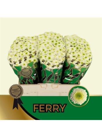 CHR SAN FERRY