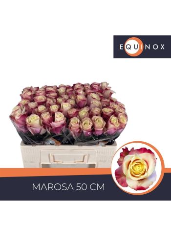 R GR5 MAROSA