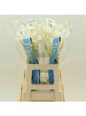 ZANT WHITE MAMBO 60CM