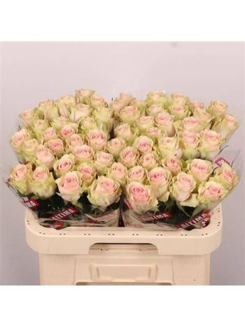 R GR FRUTTETO 60CM