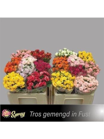 R TR5 GEM IN FUST