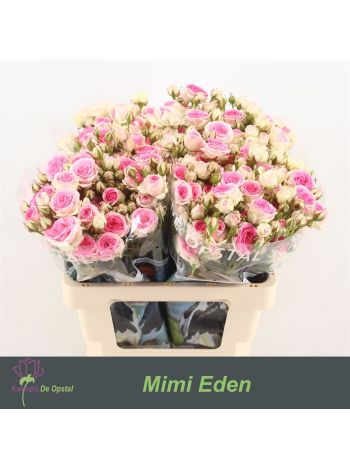 R TR MIMI EDEN 60CM