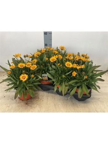 CORE GRANDIFLORA