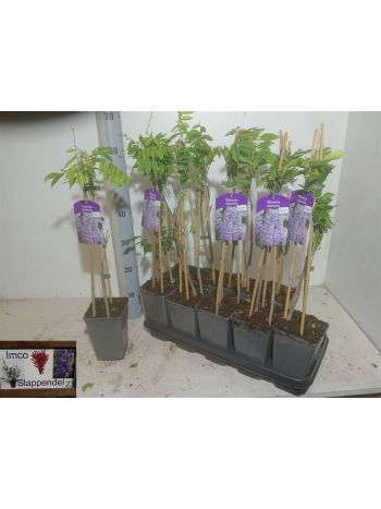 WIST SINENSIS