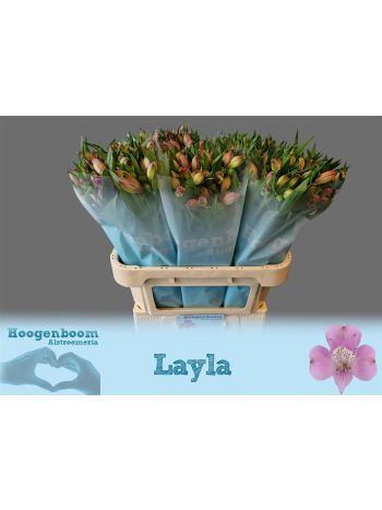 ALSTR LAYLA