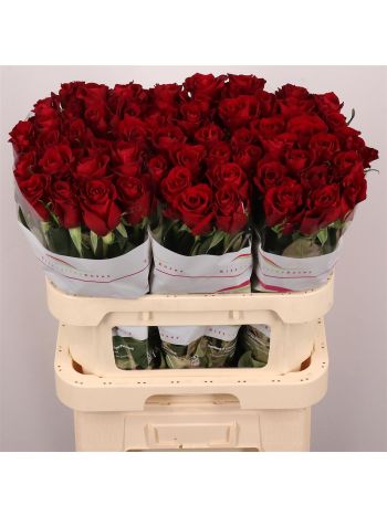 R GR EVER RED 80CM