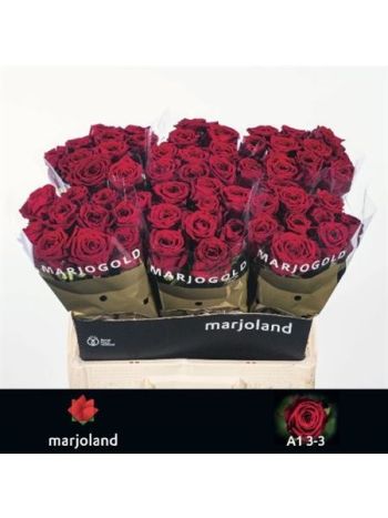 R GR RED NAOMI! 60CM