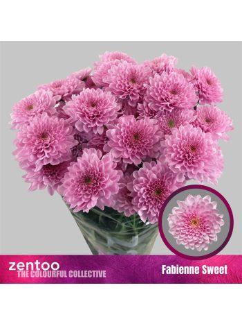 CHR T FABIENNE SWEET