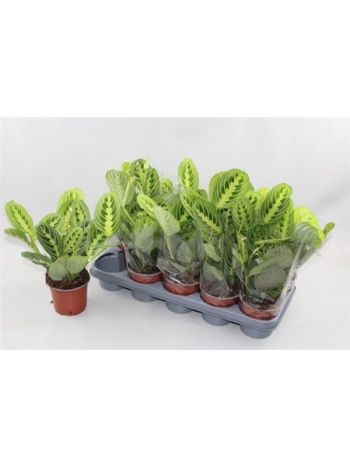 MARANTA LEMON