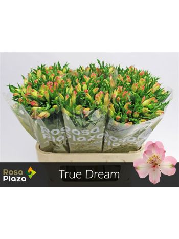 ALSTR TRUE DREAM