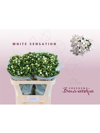 BOU EN WHI SENSATION 70CM