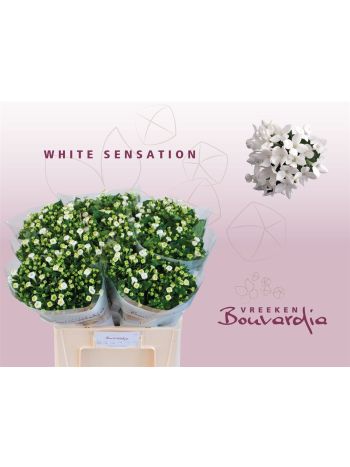 BOU EN WHI SENSATION