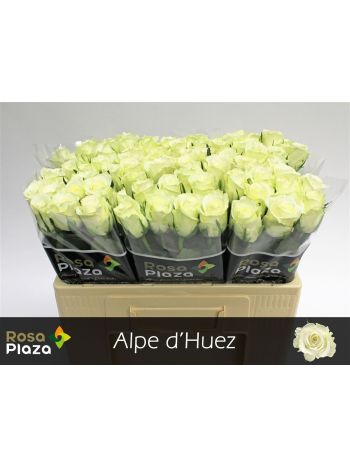 R GR5  F. ALPE DHUEZ