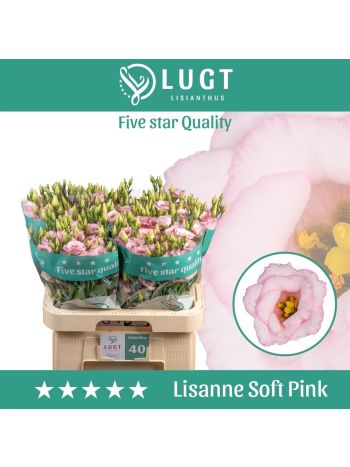 EUS G LIS SOFT PINK