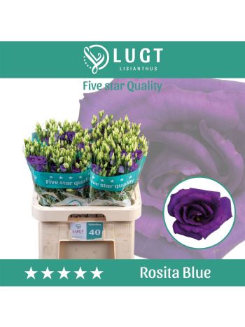 EUS G ROSI BLUE