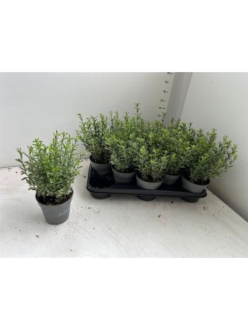 EUONYMUS JA M ALBOV
