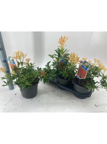 PIERIS FOREST FLAME