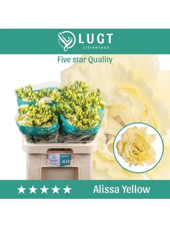 EUS G ALISSA YELLOW