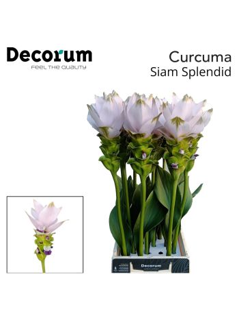 CURC AL SIAM SPLENDI 70CM
