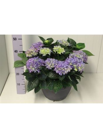 HYDR M 10+ EARLY BLUE