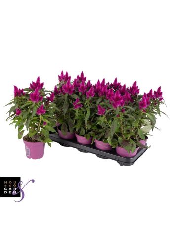 CELOS DEEP PURPLE