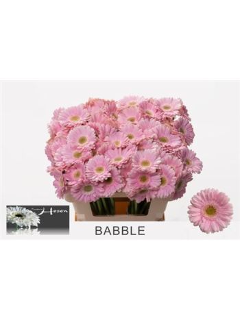 GE MI BABBLE