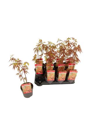 ACER PA ATROPURPUREU