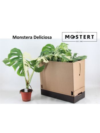 MONSTERA DEL VARIEGA