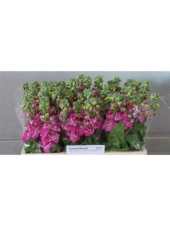 MATTH CENTUM ROSE