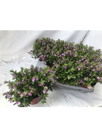 CUPH HYSSOPIFOLIA