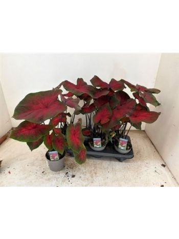 CALAD RED