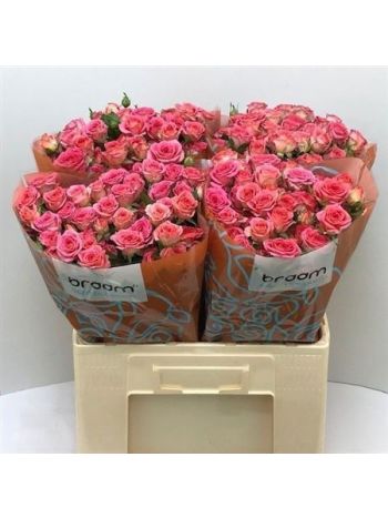 R TR CHIMO 60CM