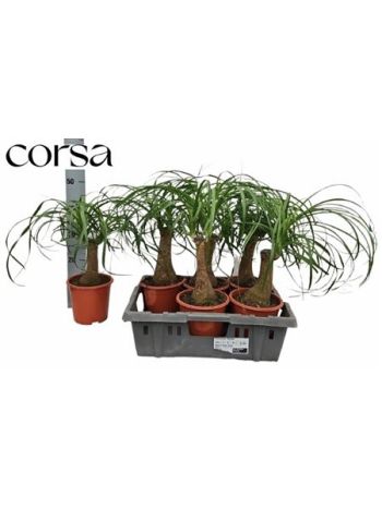 NOLINA (BEAUCARNEA)