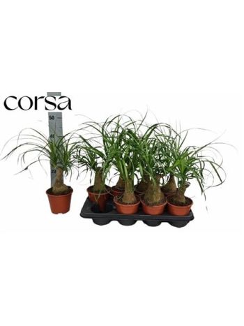 NOLINA (BEAUCARNEA)