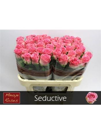 R GR SEDUCTIVE@ 70CM