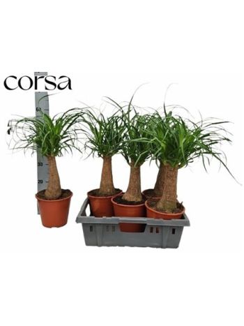 NOLINA (BEAUCARNEA)