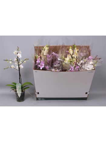 PHAL MF 1 ÁG GEM