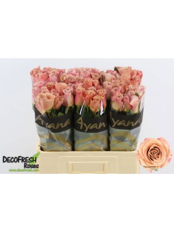 R GR MOCCACHINO 60CM
