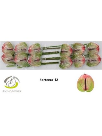 ANTH A FORTEZZA *12