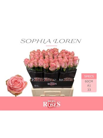 R GR SOPHIA LOREN 60CM